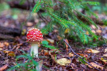 Amanita muscaria, commonly known as the agaric or amanita flytrap in the fall forest