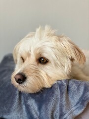 Hund im Körbchen schaut nach draußen. Nahaufnahme Hund. Dog in basket looks outside. Close up dog. 