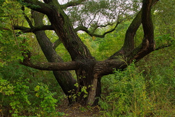 Large willow tree in the park 