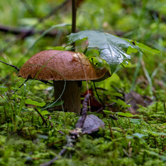 mushrooms in the forest
