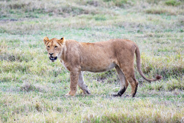 Fototapeta premium wild animals in ngorongoro crater tanzania
