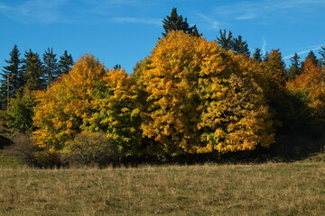 Fototapeta premium Autumn colors at Hohe Wand,Lower Austria,Austria, Europe 