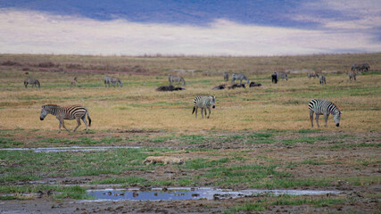 Naklejka na ściany i meble wild animals in ngorongoro crater tanzania