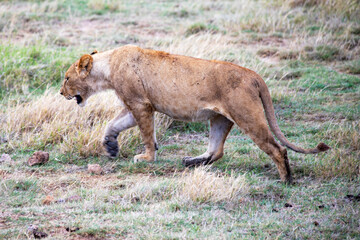 Fototapeta na wymiar wild animals in ngorongoro crater tanzania