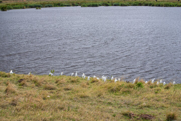 wild animals in ngorongoro crater tanzania