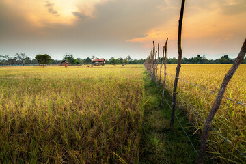 Fototapeta na wymiar Agriculture farm rice field and sky in golden hours at countryside