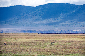 wild animals in ngorongoro crater tanzania