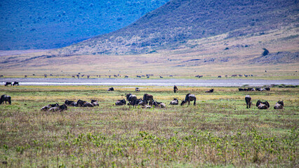 Ngorongoro crater wild life in tanzania
