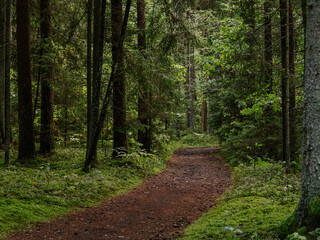 Fototapeta premium path in the forest