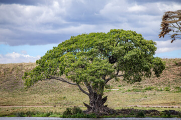 Fototapeta premium Ngorongoro crater wild life in tanzania
