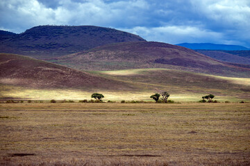 Fototapeta na wymiar Ngorongoro crater wild life in tanzania