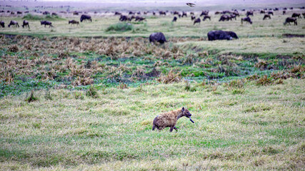 Ngorongoro crater wild life in tanzania