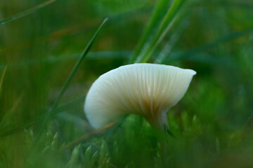 weißer Pilz vor grünem Hintergrund