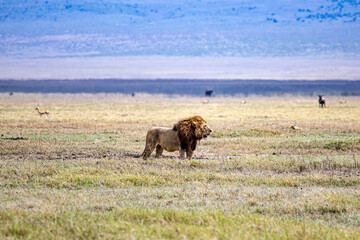 Ngorongoro crater wild life in tanzania