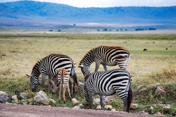 Ngorongoro crater wild life in tanzania