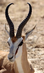 Springbok Ram in the Kgalagadi