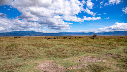 Fototapeta premium Ngorongoro crater wild life in tanzania