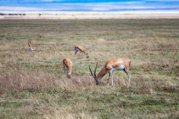 Ngorongoro crater wild life in tanzania