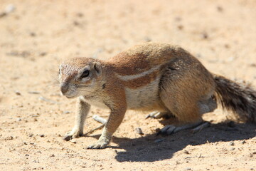 Ground Squirrel in the Kgalagadi