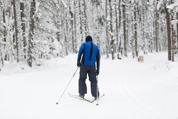 Fototapeta na wymiar People ski in the winter in the forest.Cross country skilling.