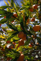 Kumquat tree - Fortunella margarita