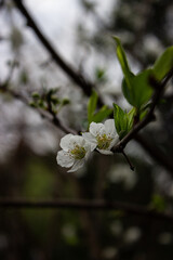 Prunus domestica - Ciruelo - Plum