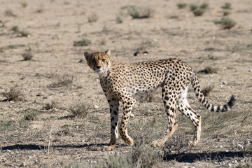 Kgalagadi Transfrontier National Park, South Africa: cheetah hunting