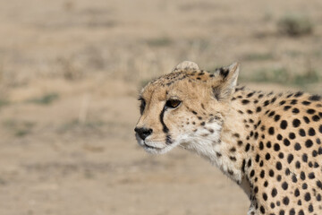 Kgalagadi Transfrontier National Park, South Africa: cheetah hunting