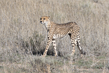 Kgalagadi Transfrontier National Park, South Africa: cheetah hunting