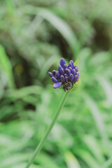 Beautiful garden scenery, moody summer