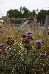 Cynara cardunculus