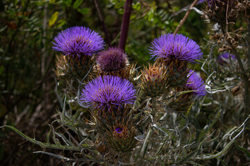 Cynara cardunculus