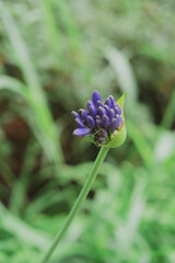 Beautiful garden scenery, moody summer