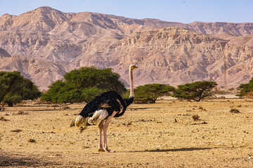 Ostrich in Hay-Bar Yotvata Nature Reserve, Israel