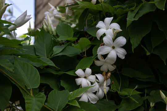 Mandevilla laxa