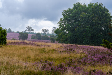 Die Lüneburger Heide in voller Blüte in dem Gebiet um Bispingen, Wilseder Berg, Totengrund