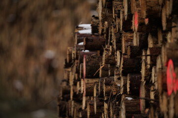 Stapel aus Holz, Waldwirtschaft mit liegenden Baumstämmen