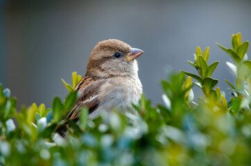 Spatz im Busch