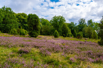 Die Lüneburger Heide in voller Blüte in dem Gebiet um Bispingen, Wilseder Berg, Totengrund