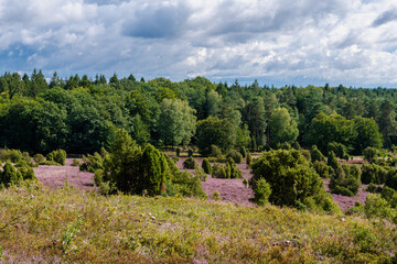 Fototapeta na wymiar Die Lüneburger Heide in voller Blüte in dem Gebiet um Bispingen, Wilseder Berg, Totengrund