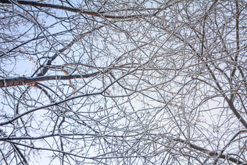 snow-covered tree branches and blue cloudless winter sky