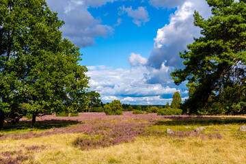 Die L&uuml;neburger Heide in voller Bl&uuml;te in dem Gebiet um Bispingen, Wilseder Berg, Totengrund