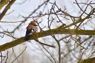 A jay sits on a thick branch of a tree.