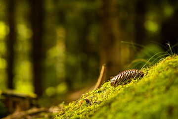 pine cone on a green moss in the bright morning light