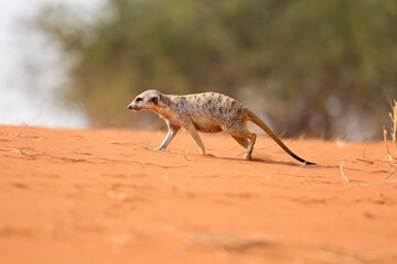 A meerkat strikes the sand in the Kalahari Desert, Namibia.