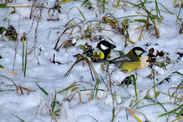 Two tits are jumping on the ground in search of food.