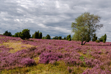 Die Lüneburger Heide in voller Blüte in dem Gebiet um Bispingen, Wilseder Berg, Totengrund