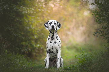 Dalmatian dog in spring time