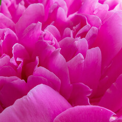 A beautiful blossom pink peony