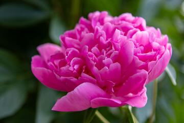 A beautiful blossom pink peony